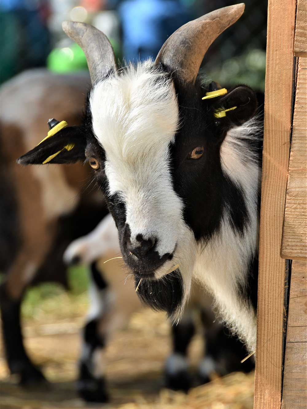 Dwarf goats enclosure
