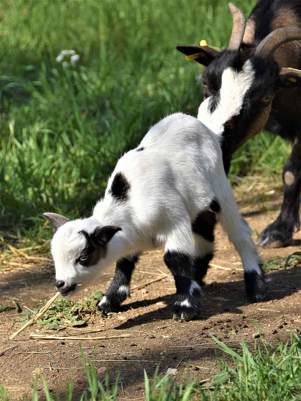 Dwarf goats enclosure